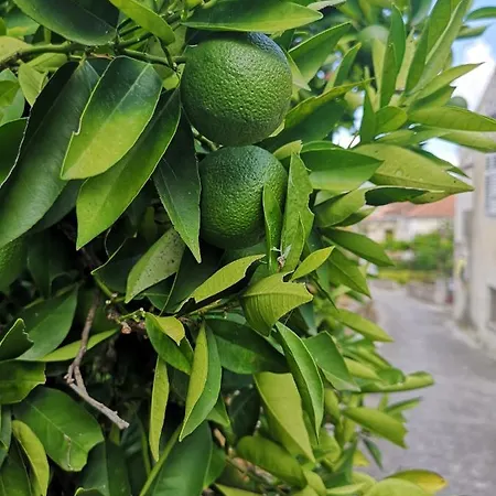 Gostinjska kuća Casa Segota