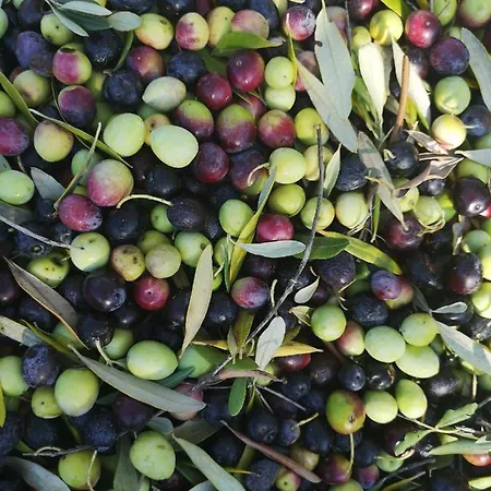 Casa Segota 4* Veli Iz