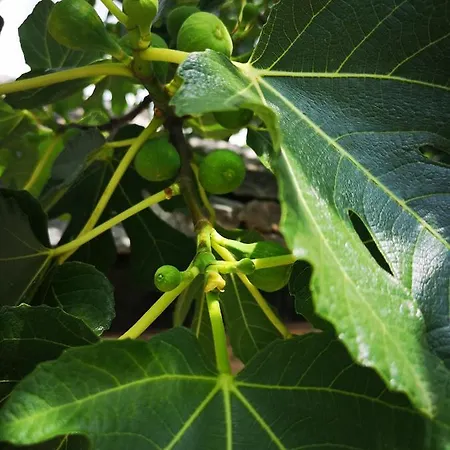 Casa Segota 4* Veli Iz