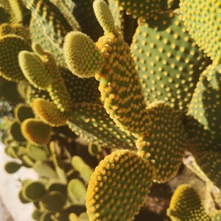 Vendégház Casa Segota 4*