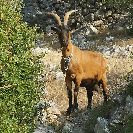 Casa Segota Gostinjska kuća