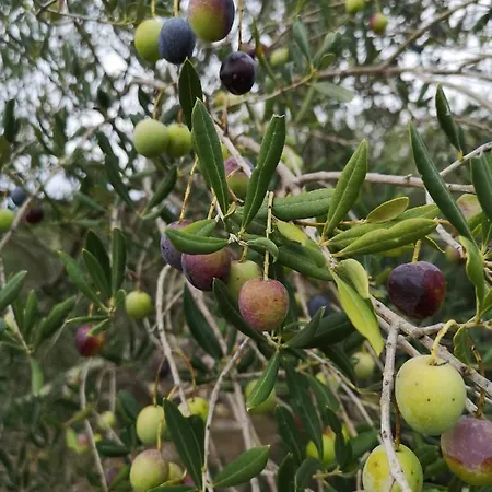 Casa Segota Vendégház
