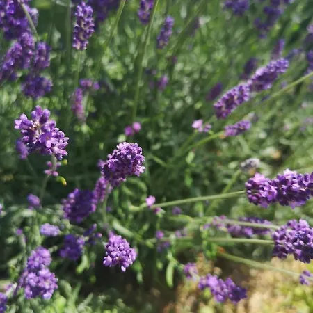 Casa Segota Gostinjska kuća 4*