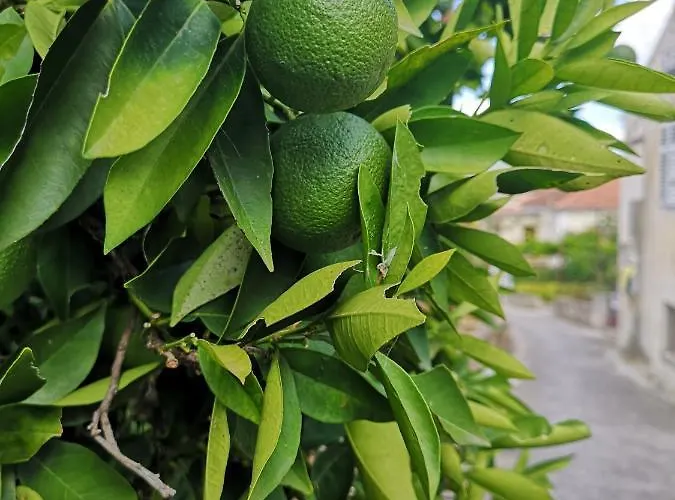 Affittacamere Casa Segota