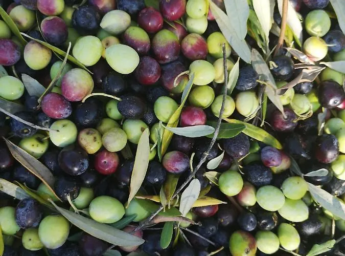 Casa Segota 4* Veli Iž