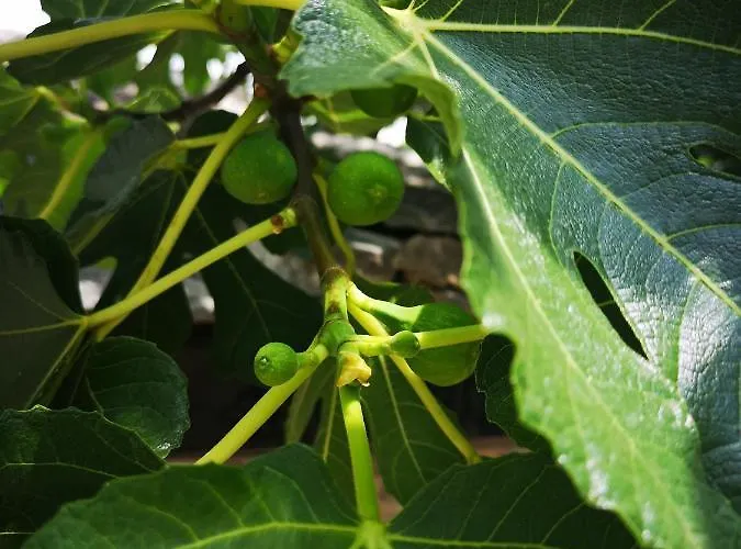 Casa Segota 4* Veli Iž