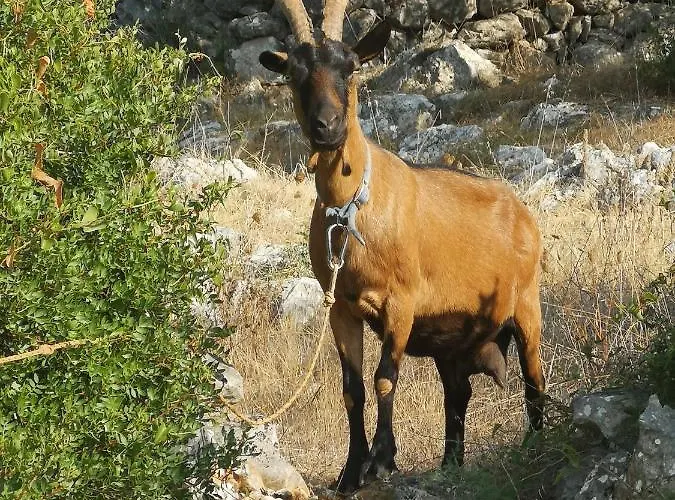 Casa Segota Affittacamere