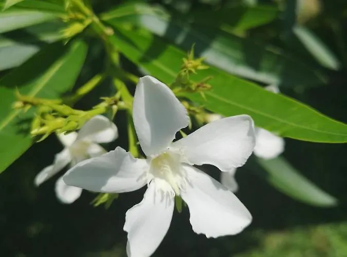 Affittacamere Casa Segota Veli Iž