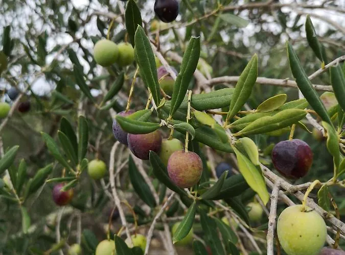Casa Segota Affittacamere